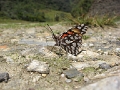 NYMPHALIDAE, Dione glycera